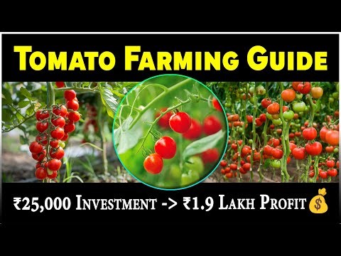 Tomato Farming | Low-Cost, High-Profit Crop for Farmers