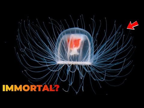 Do Immortal Jellyfish Live Forever?