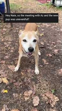 How is Az with Frankie (the employee's dog) #narrowayhomestead #offgrid #dog #meeting #introduction