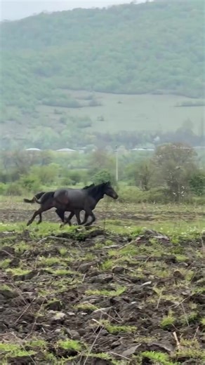 pankisi horses 🐎 #pankisi #chechnya #chechen #horse #vibe