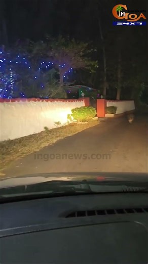 Porcupine Spotted Crossing Road at Kharabhat, Chorao....#Goa #Goanews #Viral #Porcupine