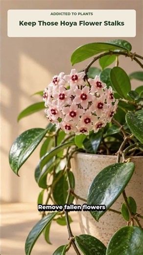 Keep Those Hoya Flower Stalks #addictedtoplants