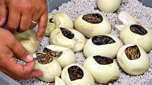 This hatch produces some seriously rare baby pythons
