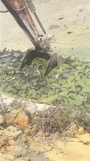 This Genius Catfish Harvest Trick Cuts Labor By 80% (No Nets Required)