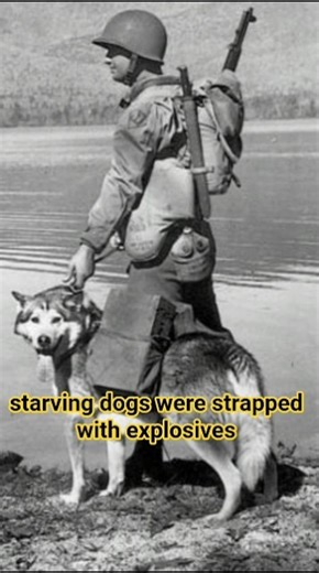 Exploding Dogs of World War #ww2history #historyexplained #historyfacts #historydocumentary #ww2