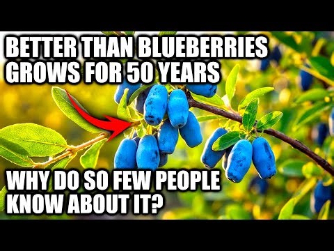 Better Than Blueberries And Oranges Combined. Grows For 50 Years. Why Don't You Know About It?