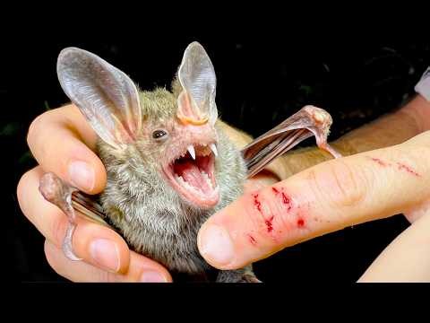 BITTEN by a Vampire Bat!