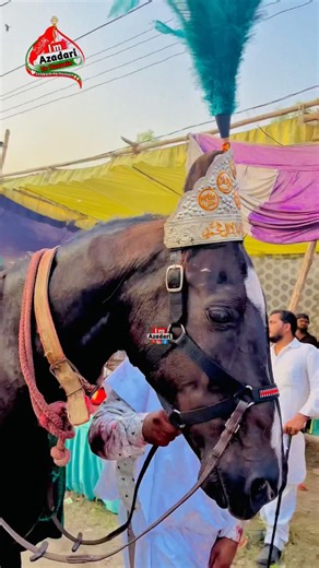 Zuljanah imam Hussain a.s. Anjuman Nowgawan Sadat #video #zuljanah #karbala #imamhussain #noha