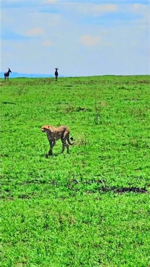 🐆🐆 Look At The Gracefully Moving Cheetah 🐆🐆 #Wildlife #Safari