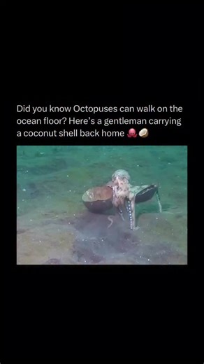Random Videos on Instagram: "This clip shows a fascinating example of tool use in the marine world, featuring the Veined Octopus, also known as the coconut octopus. These intelligent cephalopods are known for collecting discarded coconut shells or large sea shells to use as protective shelters. The octopus in the video demonstrates incredible coordination by “walking” across the seafloor while holding the shells beneath its body. By using its tentacles to grip the shells and its remaining limbs 