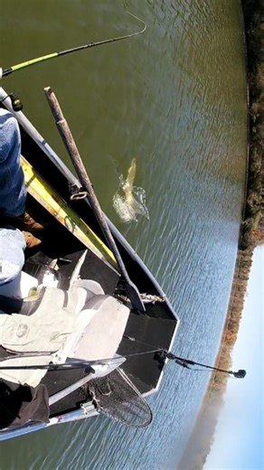 #musky #muskyfishing #michigan ##puremichigan #fishing