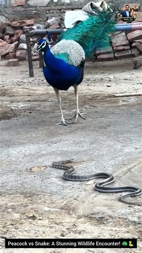 Peacock vs Snake: A Stunning Wildlife Encounter! 🦚🐍 #snake #wildliferescue #wildlifeentertainment