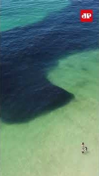 Cardume forma mancha escura no mar e chama atenção de banhistas no Rj #SHORTS