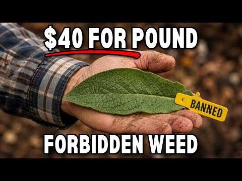 The Amish Sell THIS Backyard WEED For $40 a Pound — And It's ILLEGAL to Pick in 12 States!