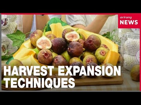 Figs are produced in spring with 'harvest expansion techniques'
