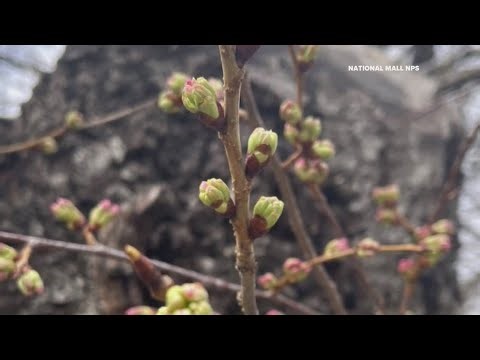 DC's cherry blossoms halfway to peak bloom