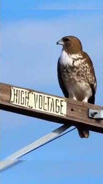 The REAL Reason Birds Are Dying Near Power Lines