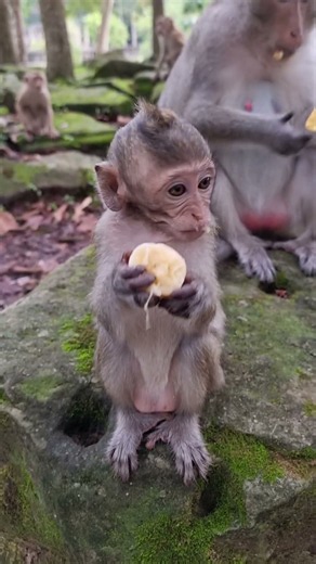 Lovely Baby Monkey With Mom Take Care #shorts