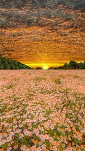 Golden Sunset Over Daisy Field 🌼 | Peaceful Nature #Shorts