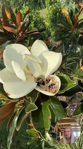A Bee Rave Inside a Magnolia #bees #shorts