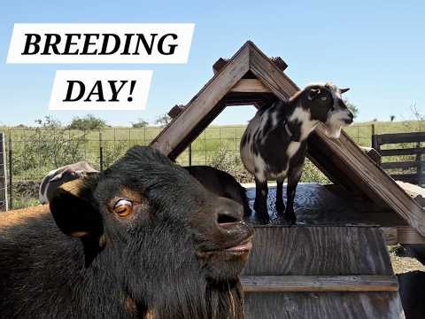 It's Breeding Time - 2026!!
