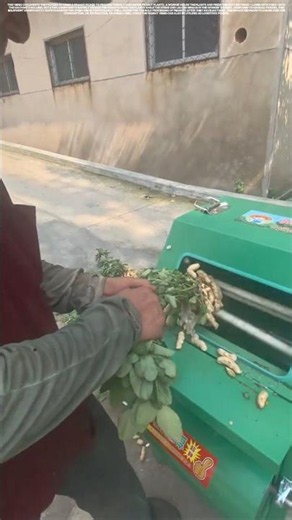 Pod-detachment process of peanut harvesting machinery