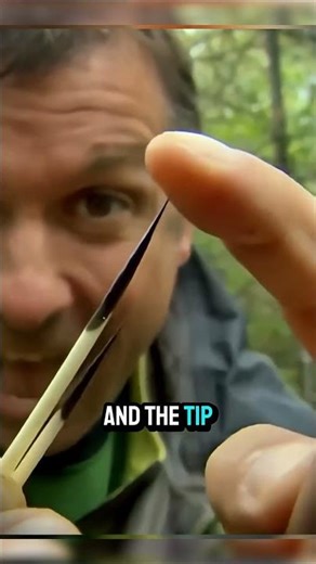 Porcupine Ke Kaante Shoot Nahi Hote? #shorts