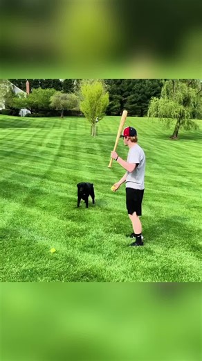 Funny Animal Fails: Hilarious Moments with Dogs and Cats