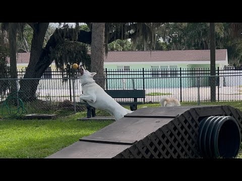Dogs playing fetch at Park 🐕 | White German Shepherds Elsa and Comet play fetch at the park!
