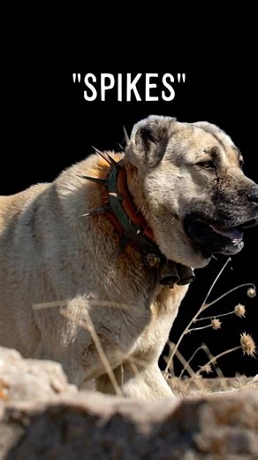 The Wolf Collar 😨