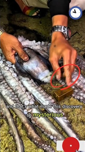 The Mystery Hidden Inside This Oct. #shorts #ocean #fisherman #octopus # facts