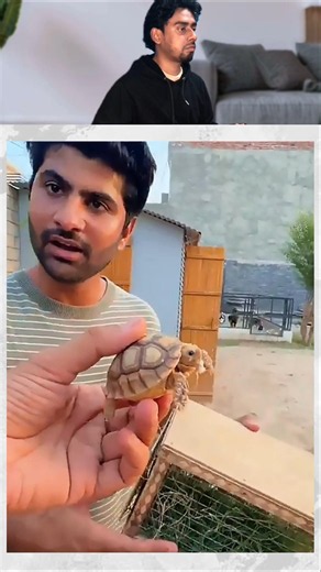 Baby tortoise gift mil gea shehr main dihat