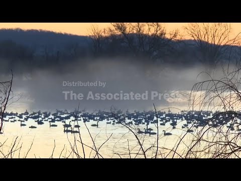 Snow geese take off for the Arctic in mesmerizing sunrise display