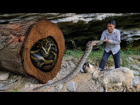 A Giant Python Entered My Farm… I Caught It and Released It Deep in the Forest | Solo Survival