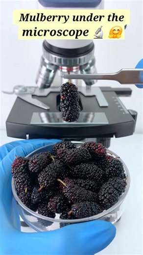 Mulberry under the microscope #shorts #facts #microscope #science #experiment #millionviews #fun