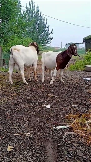 The backup boys are starting to go into battle 2323