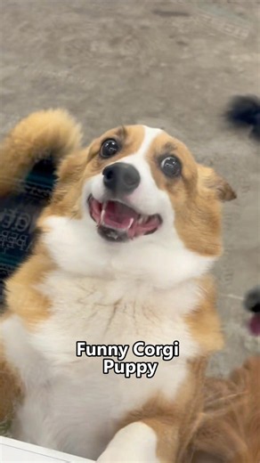 A Day in the Life of a Corgi Owner 😂#funny #pet #dog #corgi #animals
