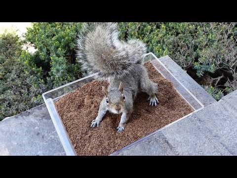 Can the squirrels find the nuts I hid in the soil?