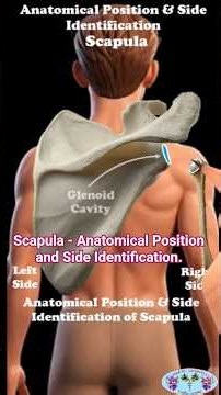 Scapula - Anatomical Position and Side Identification.#shorts