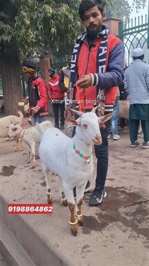 top quality 35-40 kg का barbari Bakra Nimbu Park Bakra mandi #shorts