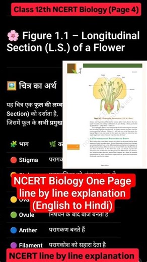 Class 12 Biology | Sexual Reproduction in Flowering Plants | NCERT Line by Line Explanation | Page 4