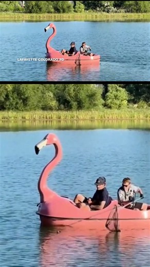 Turtle rescued by firefighters on floating flamingo