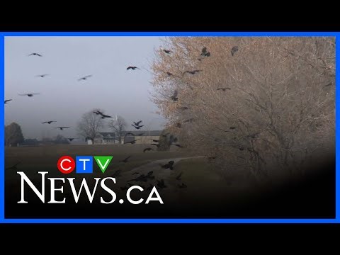 ‘It was very upsetting and like a traumatic scene’