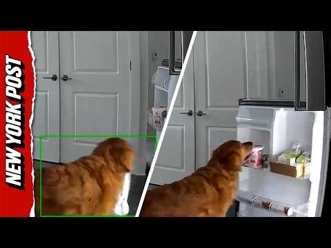 Watch Sly Golden Retriever Raid Fridge on Camera