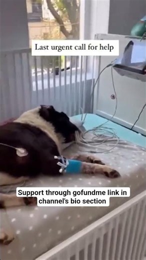 consider donating through gofundme link in channel's bio section, There is nothing small #uk #usa