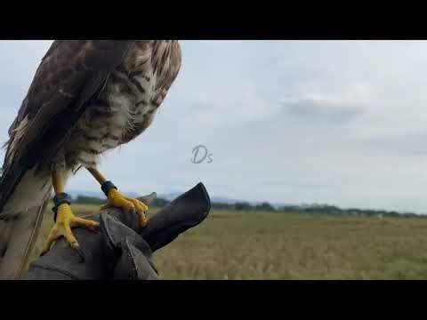 Hunting with Crested goshawk