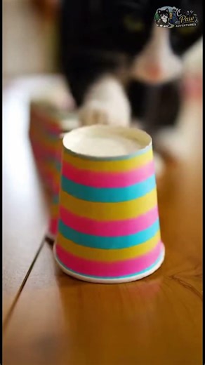 🥤 Oreo Cat’s Cup Domino Explosion! #OreoCat #DominoEffect #FunnyAnimals #PetPrank #viralreels