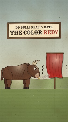 Do Bulls Really Hate the Color Red?