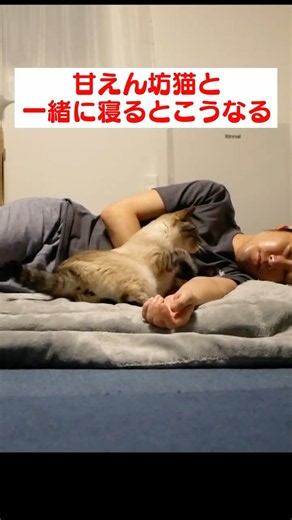 甘えん坊猫と一緒に寝るとこうなります