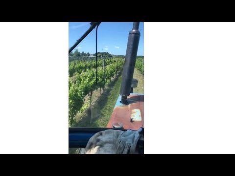 Is vineyard work hard? Sure and it makes one slightly doolally! @homefieldswine #winefarming